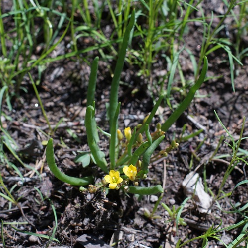 Pinos Altos fameflower (Phemeranthus humilis)