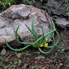 Pinos Altos fameflower (Phemeranthus humilis)