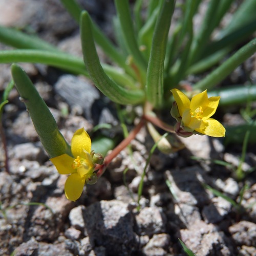 Pinos Altos fameflower (Phemeranthus humilis)