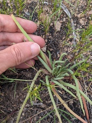 Pinos Altos fameflower (Phemeranthus humilis)