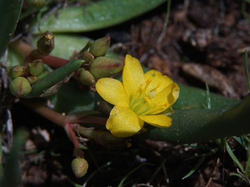 Pinos Altos fameflower (Phemeranthus humilis)