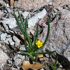 Pinos Altos fameflower (Phemeranthus humilis)