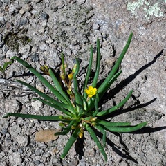 Pinos Altos fameflower (Phemeranthus humilis)