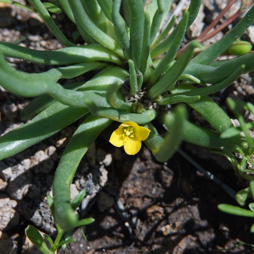 Pinos Altos fameflower (Phemeranthus humilis)