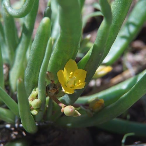 Pinos Altos fameflower (Phemeranthus humilis)