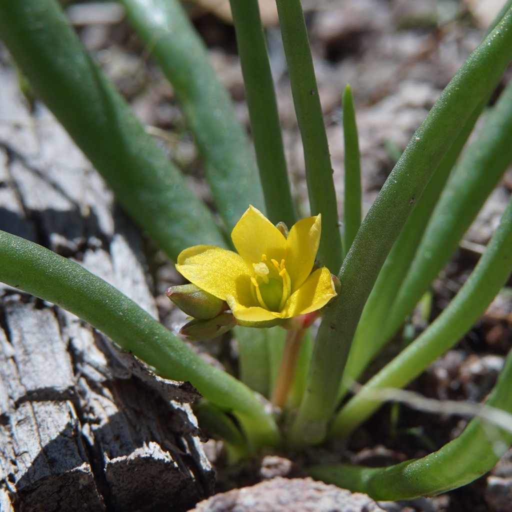 Pinos Altos fameflower (Phemeranthus humilis)