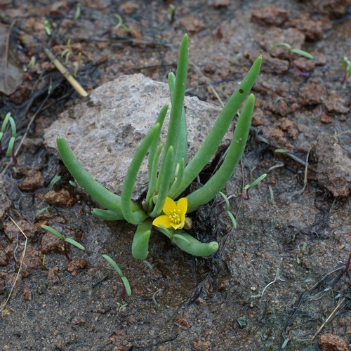 Pinos Altos fameflower (Phemeranthus humilis)