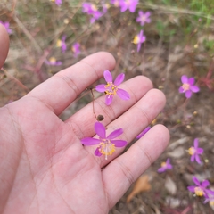 Menges' fameflower (Phemeranthus mengesii)