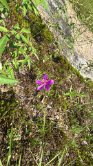 Menges' fameflower (Phemeranthus mengesii)