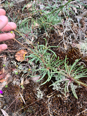 Menges' fameflower (Phemeranthus mengesii)