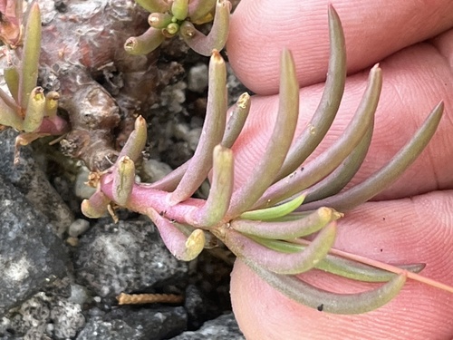 Menges' fameflower (Phemeranthus mengesii)