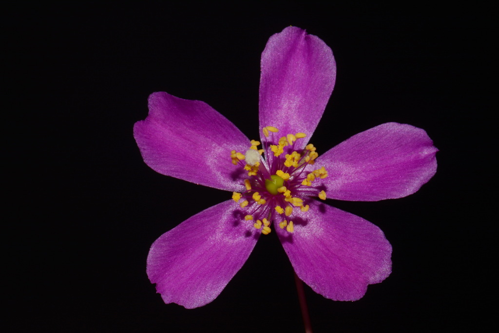 Menges' fameflower (Phemeranthus mengesii)