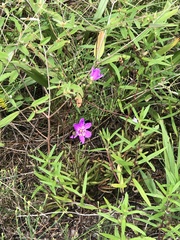 Menges' fameflower (Phemeranthus mengesii)