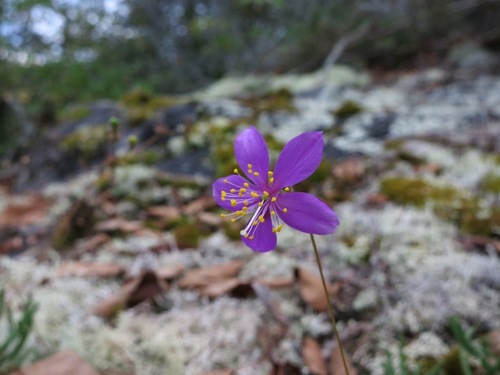 Menges' fameflower (Phemeranthus mengesii)