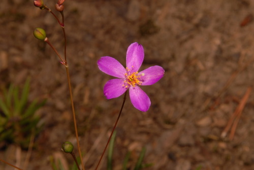 Menges' fameflower (Phemeranthus mengesii)
