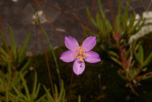 Menges' fameflower (Phemeranthus mengesii)