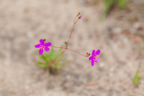 Menges' fameflower (Phemeranthus mengesii)