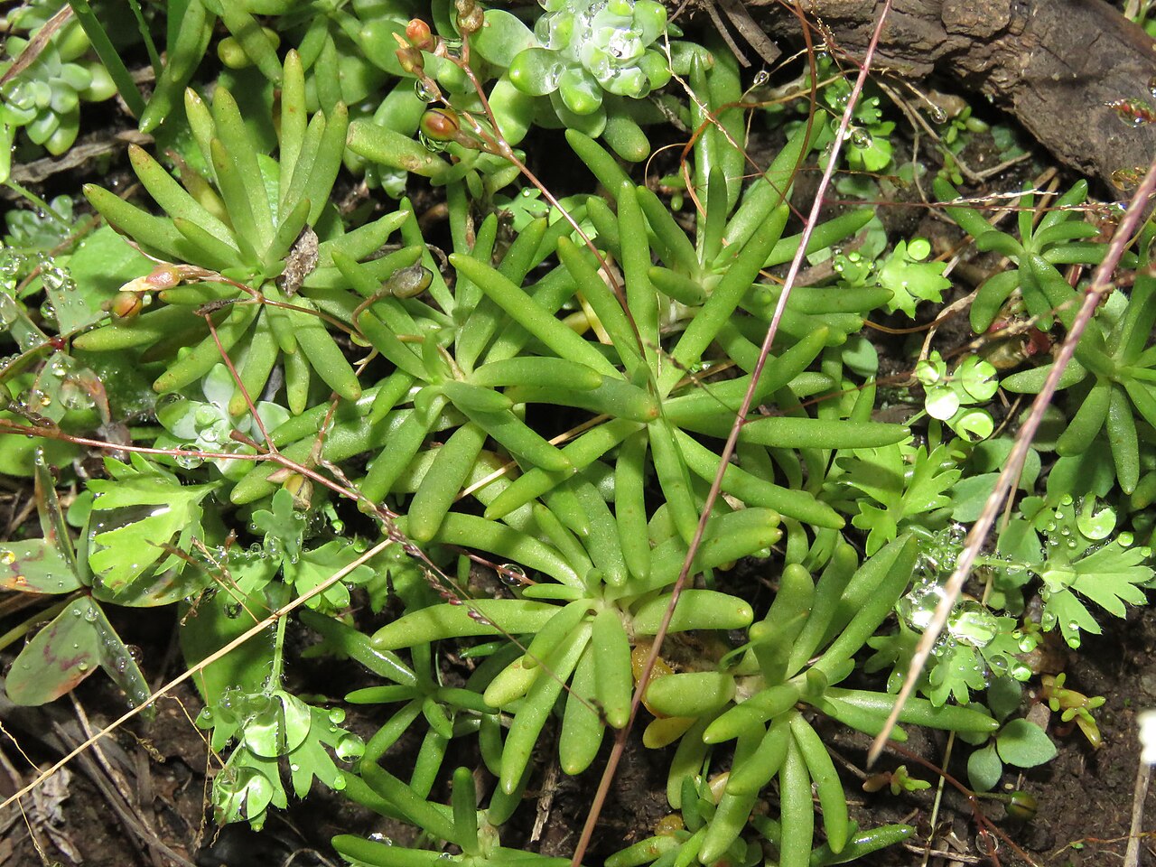 Phemeranthus napiformis: Phemeranthus napiformis in Mexico