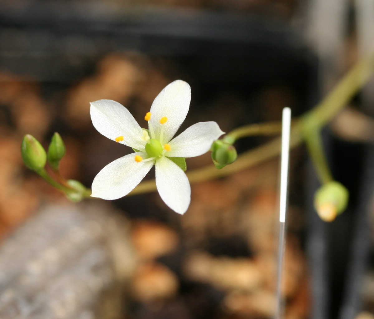 Phemeranthus napiformis: Talinum napiforme