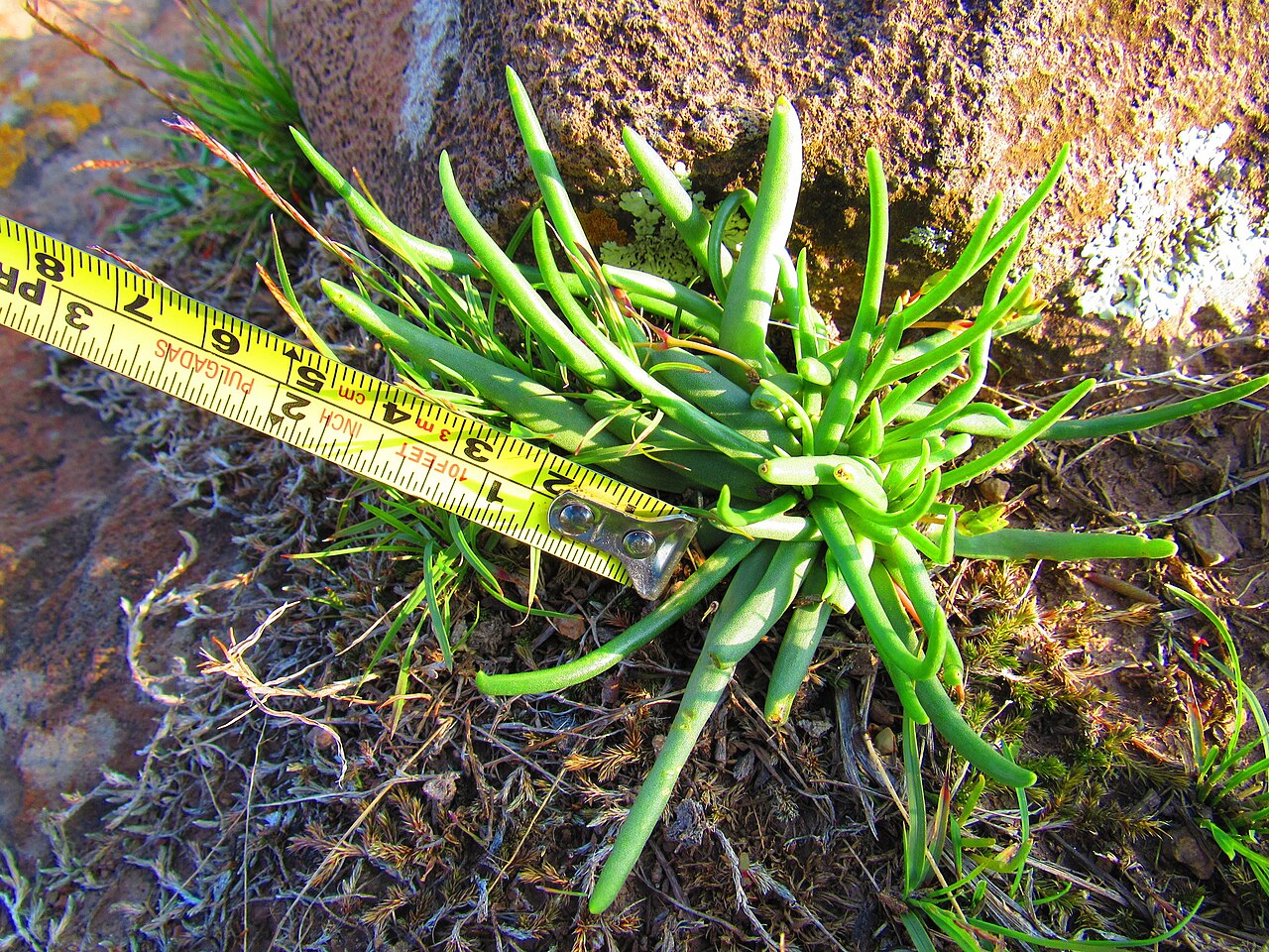 Phemeranthus napiformis: Phemeranthus napiformis in Mexico