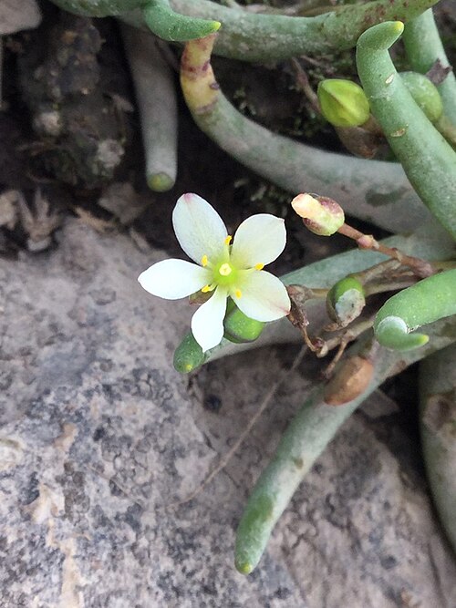 Phemeranthus napiformis: Phemeranthus napiformis in Mexico
