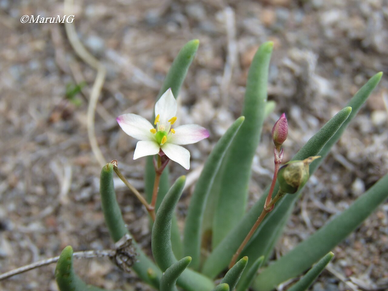Phemeranthus napiformis: Phemeranthus napiformis in Mexico