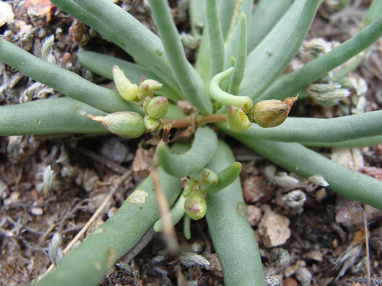 Phemeranthus napiformis: Phemeranthus napiformis in Mexico