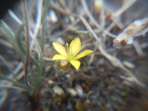 Phemeranthus oligospermus (Phemeranthus oligospermus)