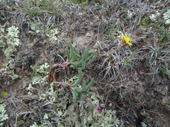 Phemeranthus oligospermus (Phemeranthus oligospermus)