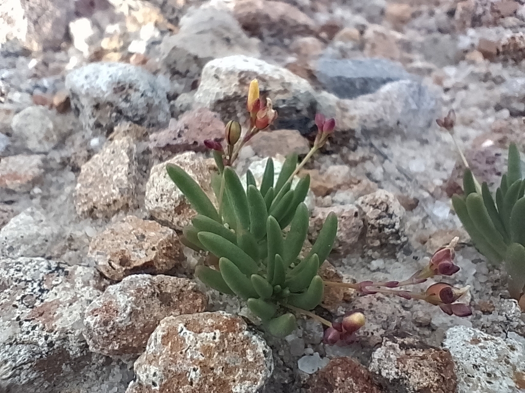 Phemeranthus oligospermus (Phemeranthus oligospermus)