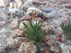Phemeranthus oligospermus (Phemeranthus oligospermus)