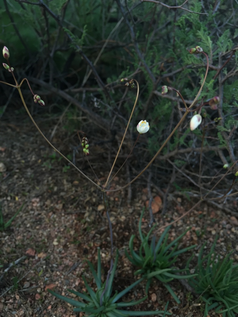 Phemeranthus palmeri (Phemeranthus palmeri)