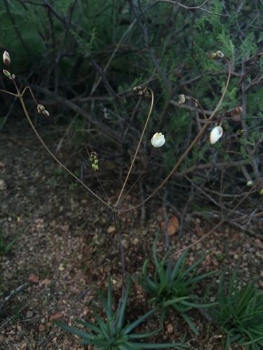 Phemeranthus palmeri (Phemeranthus palmeri)