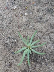Phemeranthus palmeri (Phemeranthus palmeri)