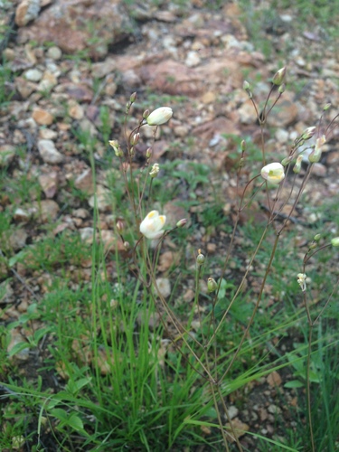 Phemeranthus palmeri (Phemeranthus palmeri)