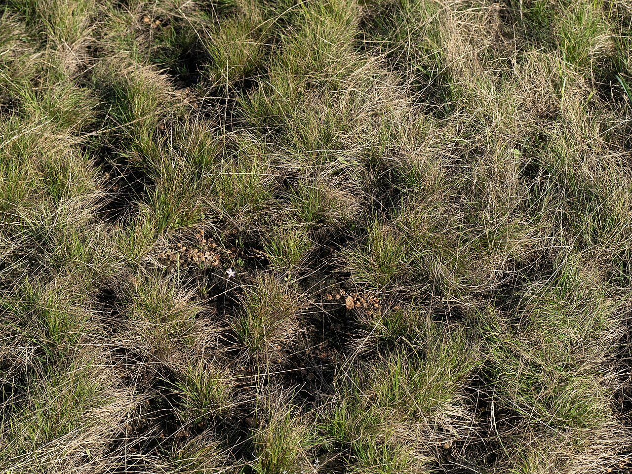 Sunbright: Prairie fameflower ( Phemeranthus parviflorus ) in the United States