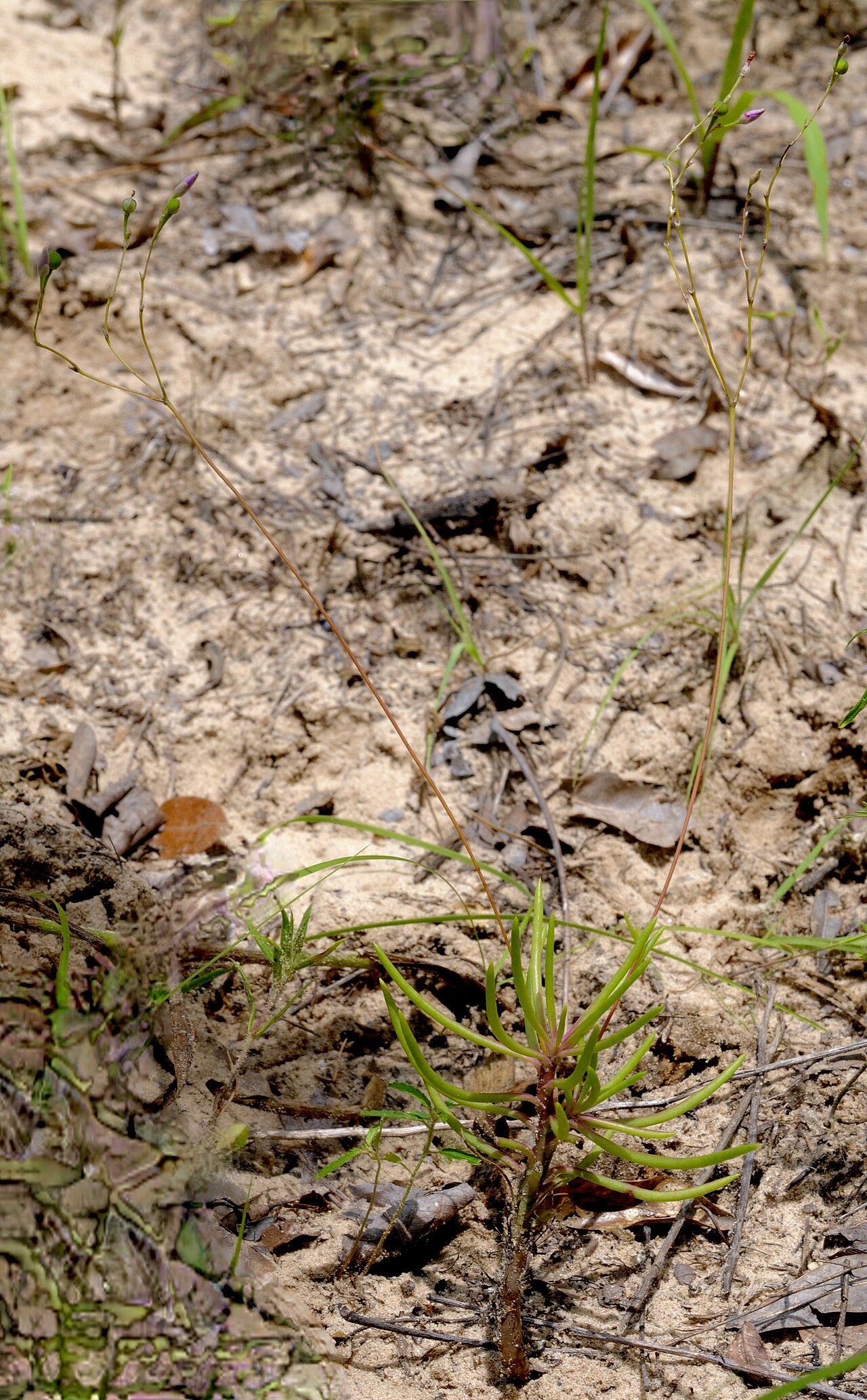 Sunbright: Sunbright, Anderson County, June 2021
