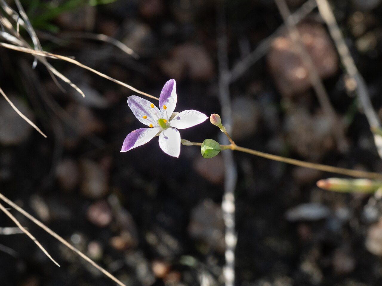 Sunbright: Prairie fameflower ( Phemeranthus parviflorus ) in the United States