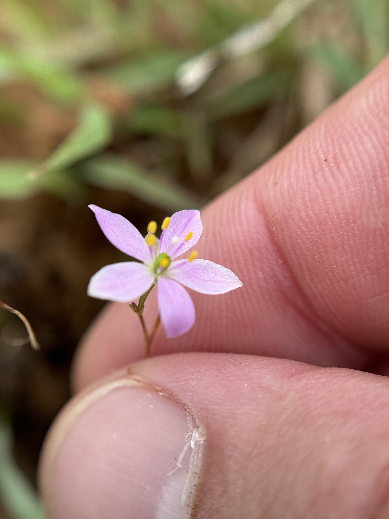 Sunbright: Prairie fameflower ( Phemeranthus parviflorus ) in the United States