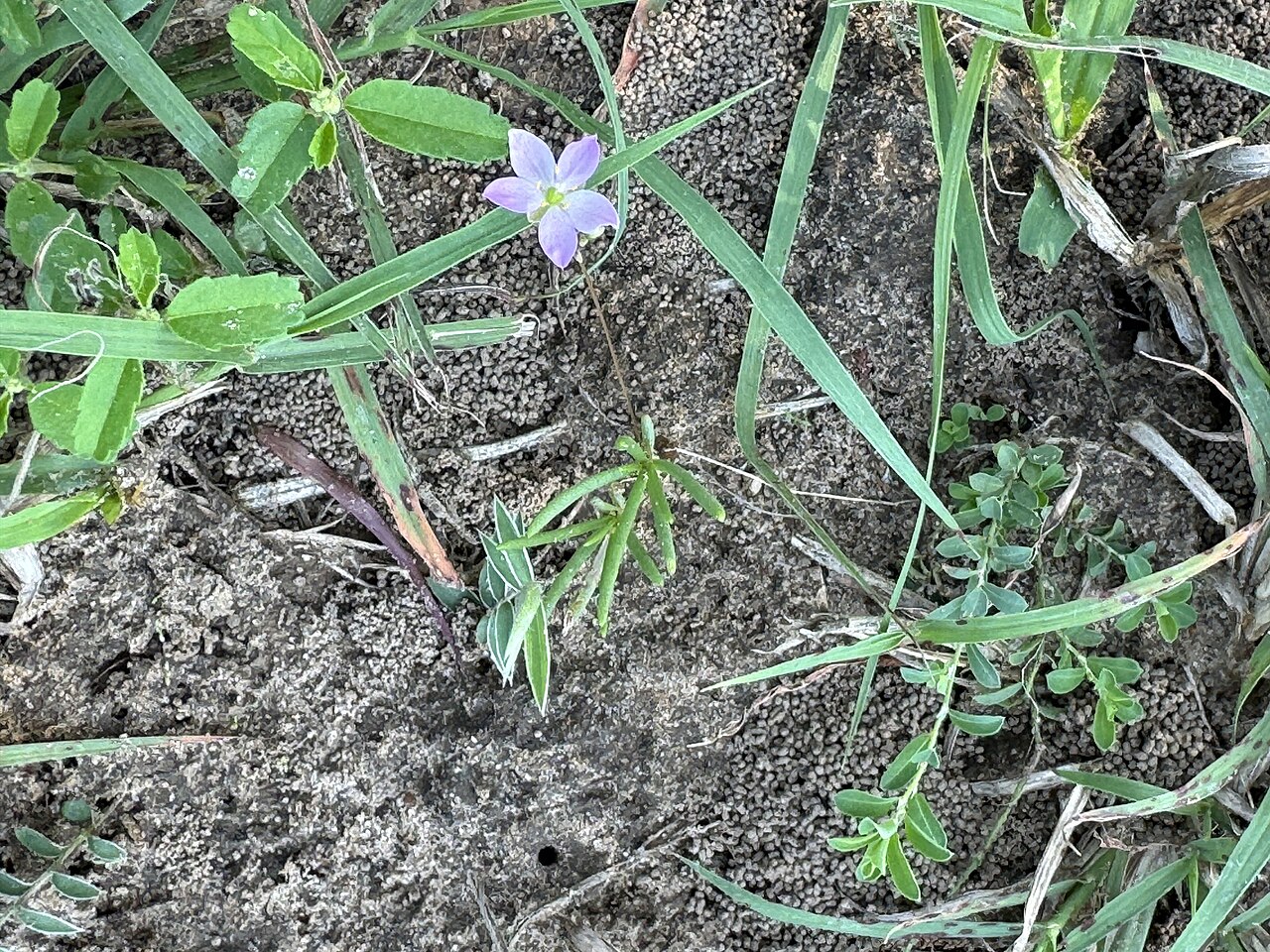Sunbright: Prairie fameflower ( Phemeranthus parviflorus ) in the United States
