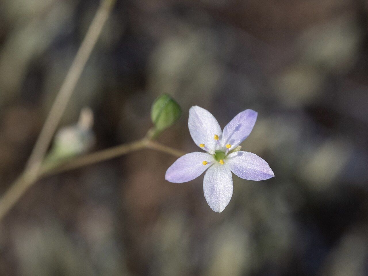 Sunbright: Prairie fameflower ( Phemeranthus parviflorus ) in the United States