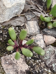Tepic flameflower (Phemeranthus parvulus)