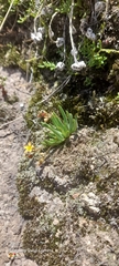 Tepic flameflower (Phemeranthus parvulus)