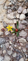 Tepic flameflower (Phemeranthus parvulus)