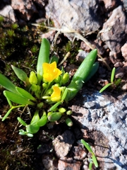 Tepic flameflower (Phemeranthus parvulus)