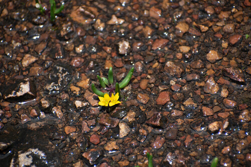 Tepic flameflower (Phemeranthus parvulus)