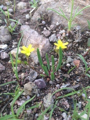 Tepic flameflower (Phemeranthus parvulus)