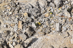 Tepic flameflower (Phemeranthus parvulus)