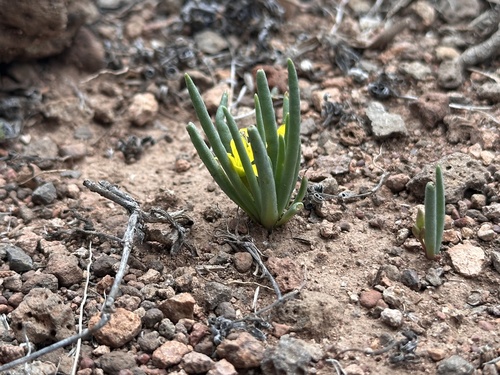 Tepic flameflower (Phemeranthus parvulus)