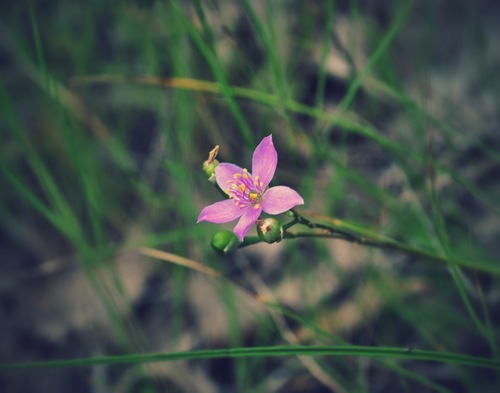 Prairie fameflower (Phemeranthus rugospermus)